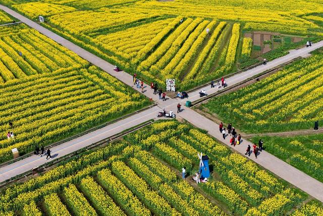 江西南昌：游客漫步于金色花海间