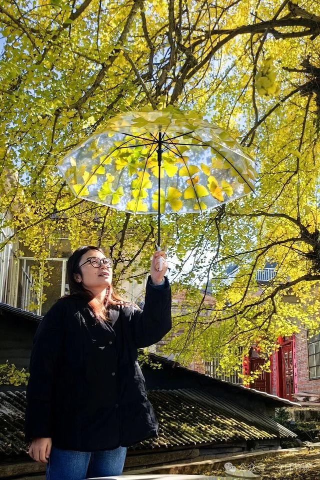 拥有一把会“悬浮”的“银杏伞”，刷爆你的朋友圈
