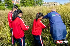 永定区机场小学：收割油菜欢乐多！图片
