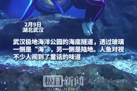 在武汉，我和鲨鱼一起游泳图片