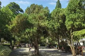 济南摸清古树家底，十大“树王”有故事图片