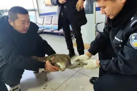 大庆市公安局林甸县局成功救助一只国家一级重点保护野生动物大鸨图片