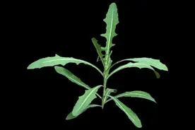 辨词：苣荬菜怎么念？图片