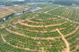 云浮新兴：千亩释迦果园开启“甜蜜事业”图片