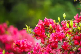 大城名园 万物和谐｜又到春日赏花季，映山红“C位”出圈！图片