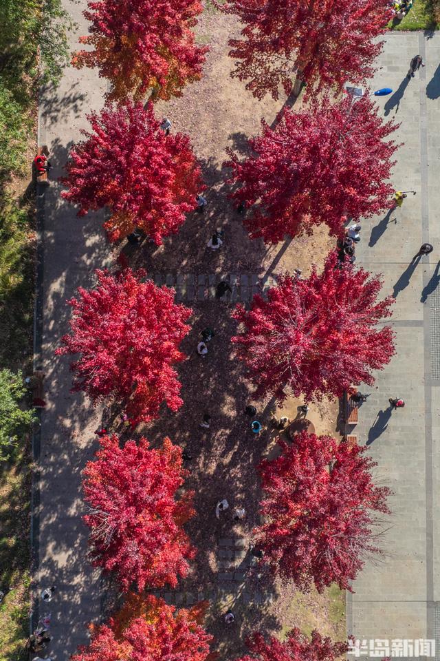 青岛故事｜五彩斑斓的秋日青岛，你怎能不爱？