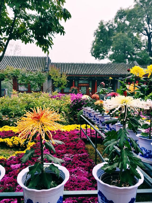 重阳紫竹院，菊香漫园