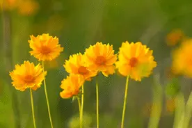 全国助残日丨同沐暖阳图片