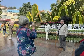 “京林”小菊首次亮相！第40届中山公园菊展开幕，设计师透露幕后：提前半年设计，提前一月布置图片