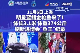 明星蓝鳍金枪鱼来了！体长3.1米、体重374公斤，刷新进博会“鱼王”纪录图片