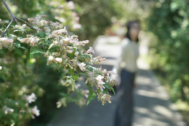 国家植物园暮春繁花正盛！金奖花坛惊艳亮相