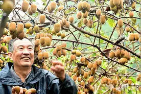 郧阳区白桑关镇：猕猴桃丰收果农采摘忙图片