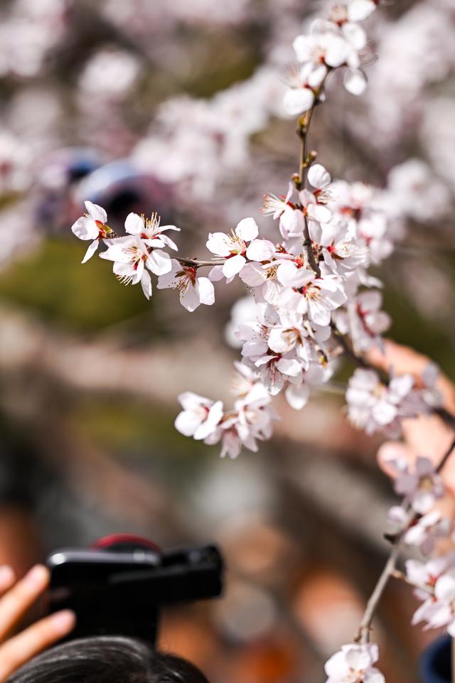 呼和浩特：青城桃花开
