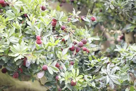 福建夏日水果图鉴 哪一款是你的最爱？图片