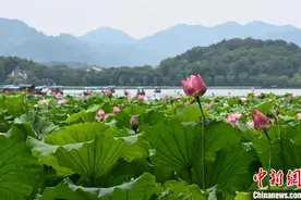 杭州西湖荷花迎盛花期 夏日美景吸引游人图片