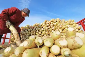 围农夜话丨烟火气里的萝卜图片