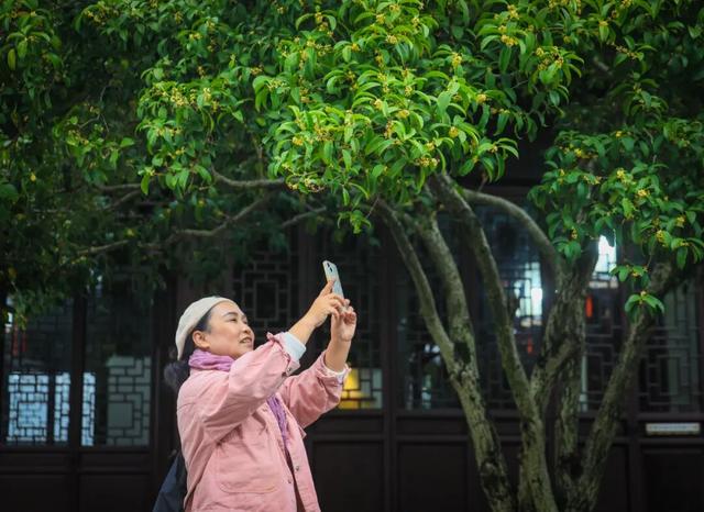 天气降温“发令枪响” ，桂花香“姗姗来迟”