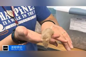 美国一收容所为近千只老鼠找新主人图片