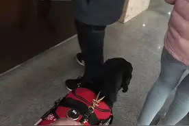 当事人回应带导盲犬去医院看病遭阻拦：可以理解保安行为，希望有盲人独立看病的环境图片