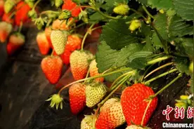 （新春走基层）辽宁大连：小草莓“抢鲜”上市  映红村民“甜蜜”致富路图片