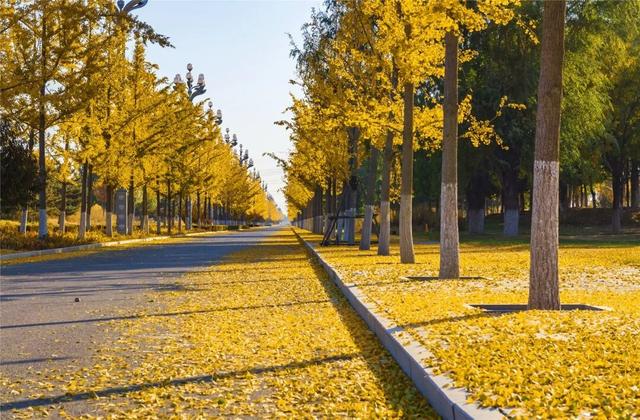 学习强国 | 河北张家口：旖旎如画的银杏大道