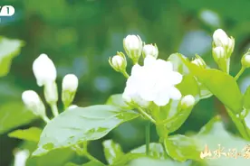 央视大型文旅探访节目《山水间的家》走进广西南宁横州市石井村图片
