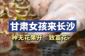 因为爱情！甘肃女孩在长沙种无花果，开出“致富花”图片