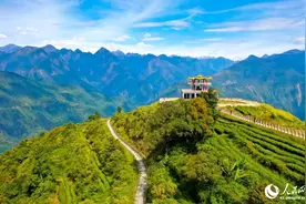 西藏墨脱：“小茶叶”成致富“金叶子”图片