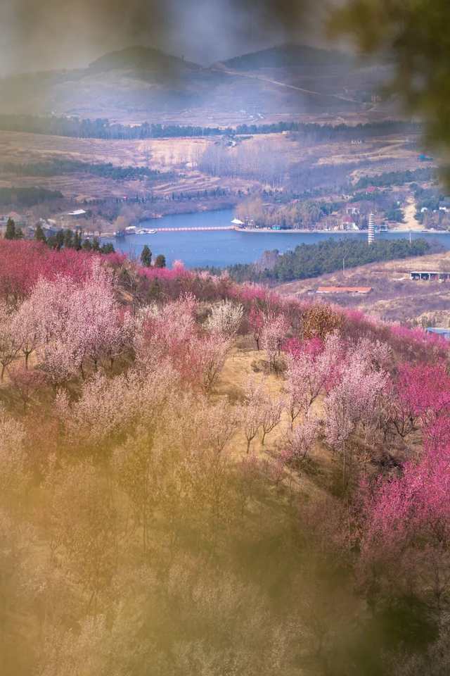 明确了！淄博的春天这样玩，过瘾