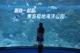 看海洋“萌宝”、打卡360度球幕影院，青岛极地海洋公园这样玩图片