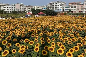 一举夺“葵”正当时｜有一种叫云南的生活之365天图片