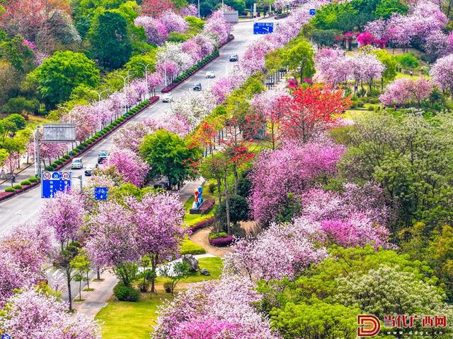 图集｜柳州：满城紫荆醉春风