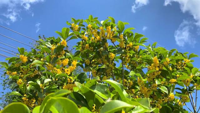 桂花闻起来香，吃起来也“香”，但千万不能随便吃！