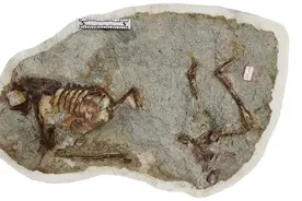 发现“百年鸳鸯龙”！图片