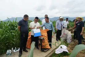 亩产3191.37公斤！巴中通江开展冬马铃薯田间实收测产图片