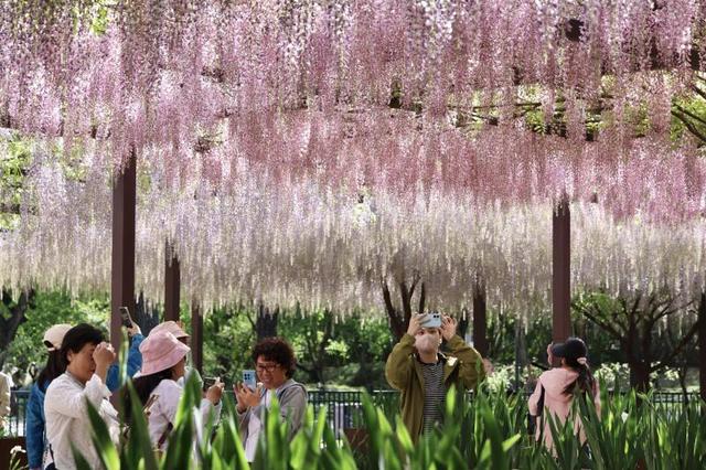 又是一年紫藤如瀑，玉渊潭公园许你“一帘幽梦”