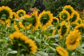 首次亮相！景山公园向日葵花海可深入花丛沉浸式观赏图片