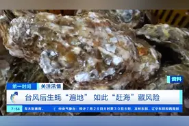 台风吹来“遍地”生蚝！紧急提醒：别盲目“赶海”，有风险→图片
