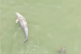 万鸟游长沙，奇观背后的秘密了解下图片