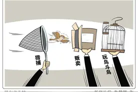 织密法治之网护飞鸟：猎捕、售网皆违法，案例直击！图片