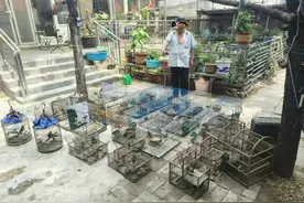 房山警方严打非法狩猎犯罪，还救助了一只斑羚和一只狍子图片