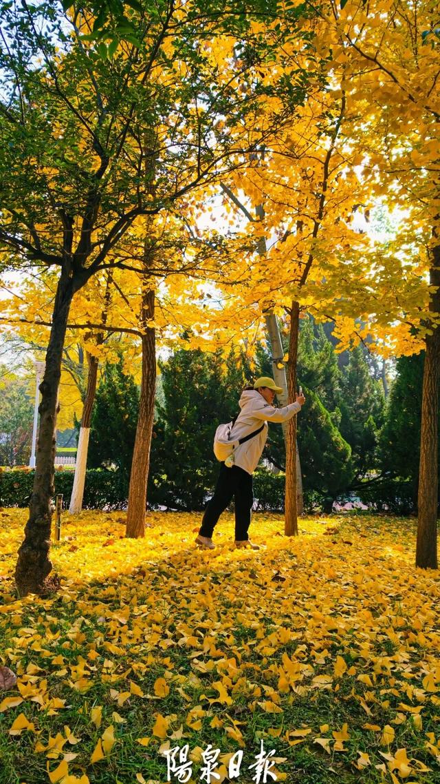 打卡指南！阳泉这些公园美成童话世界！