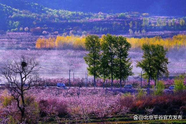 第二十八届北京平谷国际桃花节4月10日盛大启幕，全域开启“宠客模式”，共赴桃源之约