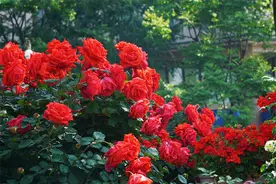 心花“路”放！这是昆明的绿化带，浪漫浓度太高了~图片