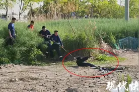 钓鱼小伙身陷泥潭，消防员“拔萝卜”救人图片