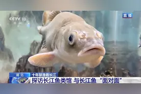 长江全面禁渔以来鱼儿们过得怎么样？一起去找鱼图片