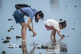 海南琼海：开渔时节赶海乐图片