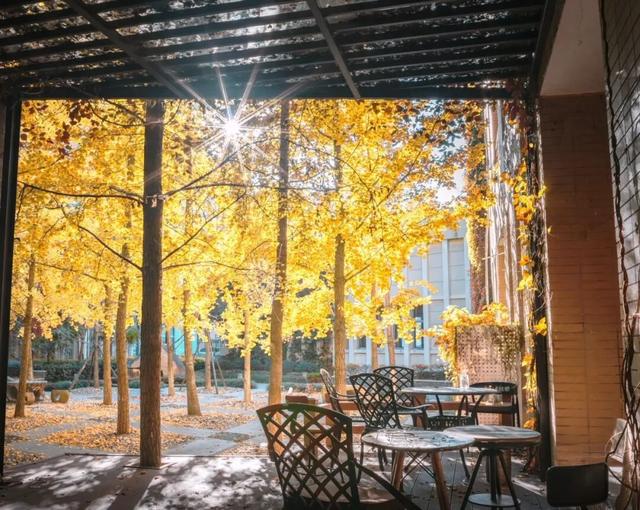 景德镇的秋：与千年窑火共醉一场金色旧梦