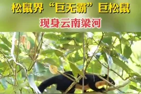松鼠界“巨无霸”巨松鼠现身云南梁河图片