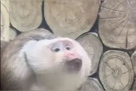 嘟嘴指天爱凹造型，黔灵山公园一猴子火了！工作人员：是只藏酋猴，“演”了两三年图片